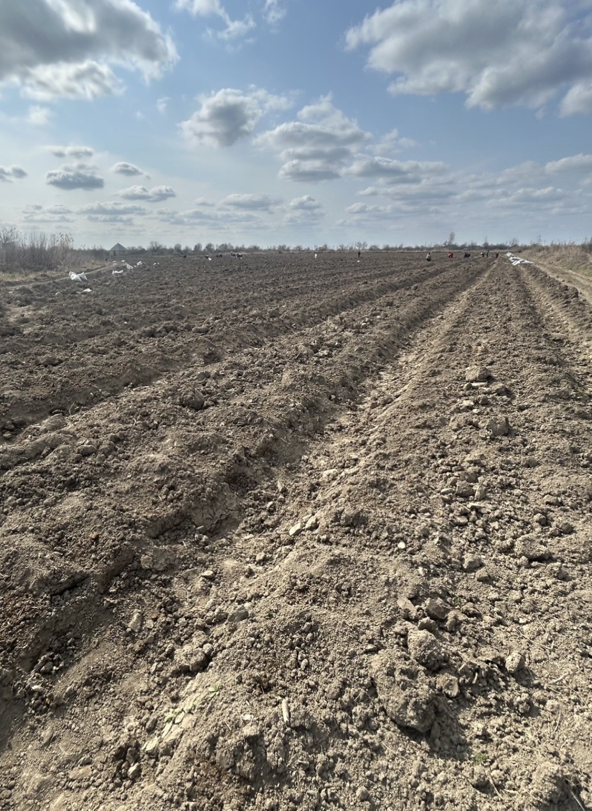 Prepared agricultural field at AzAgro Foods and Export