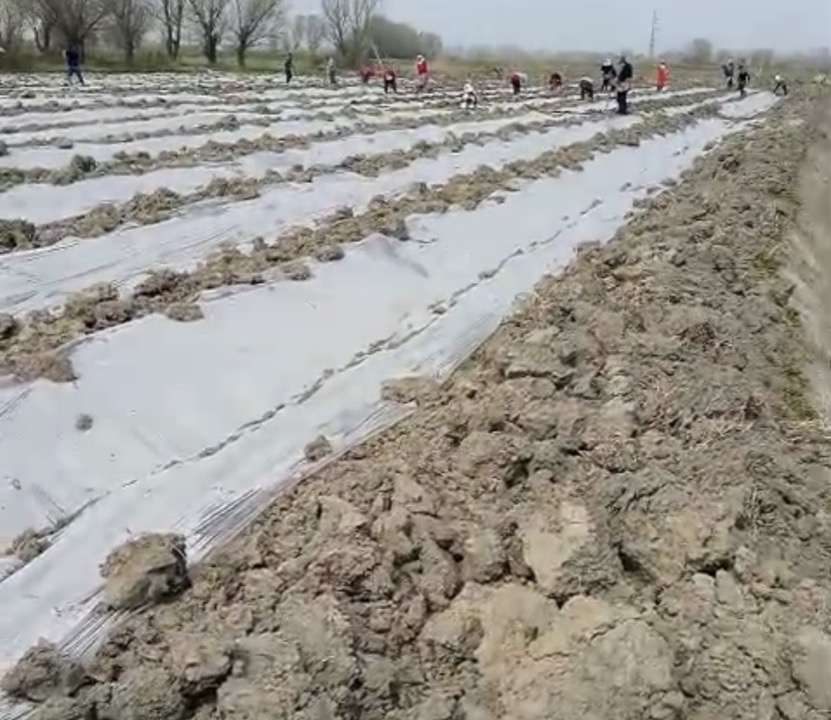 Field team working across covered rows