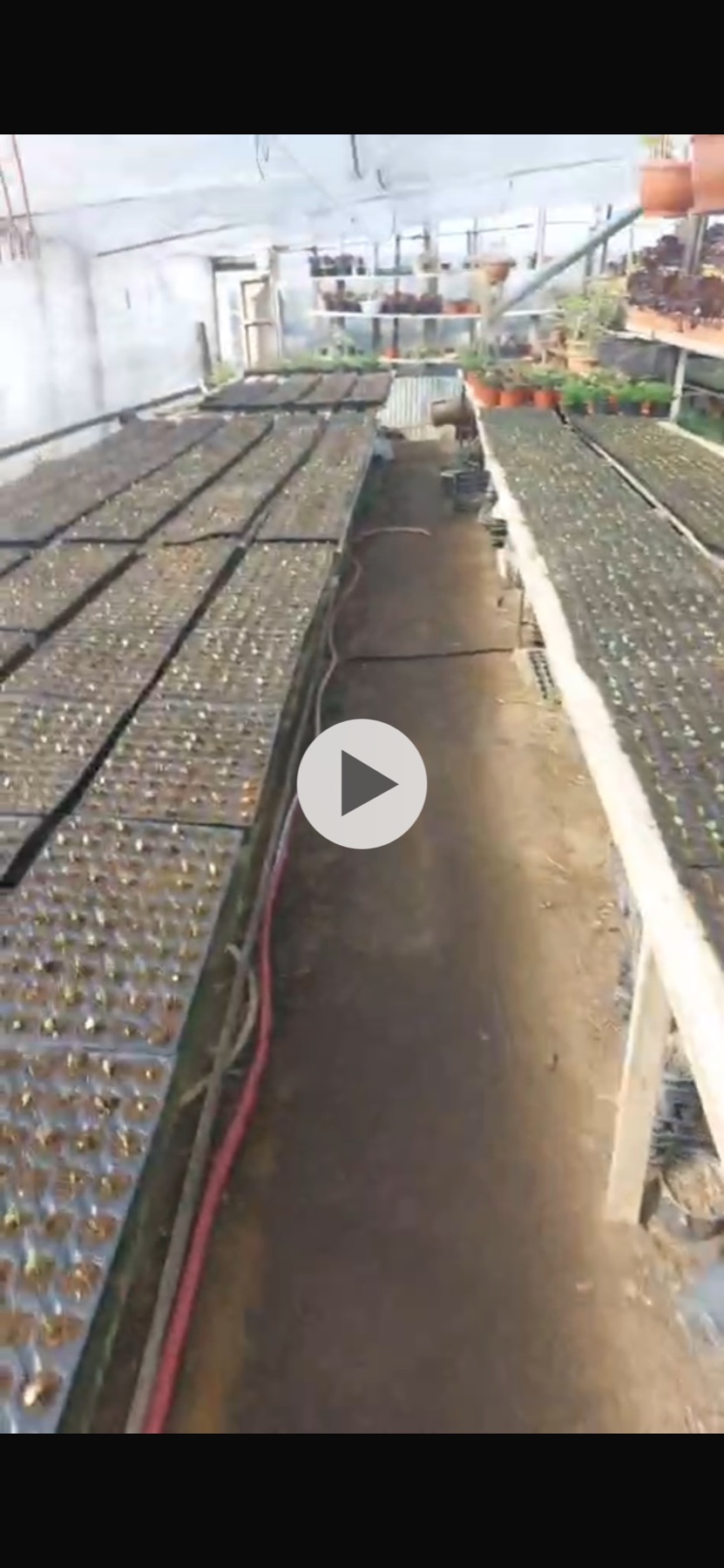 Greenhouse tray preparation