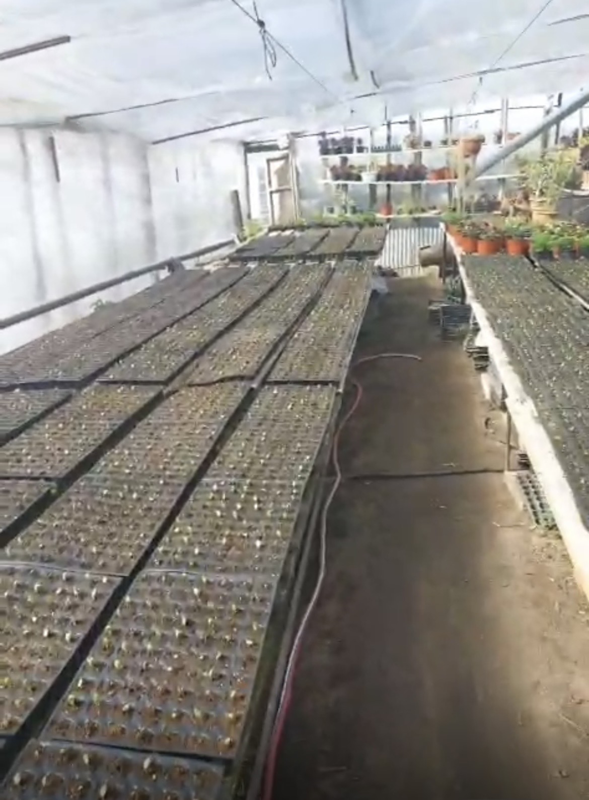 Greenhouse propagation tables prepared for cultivation