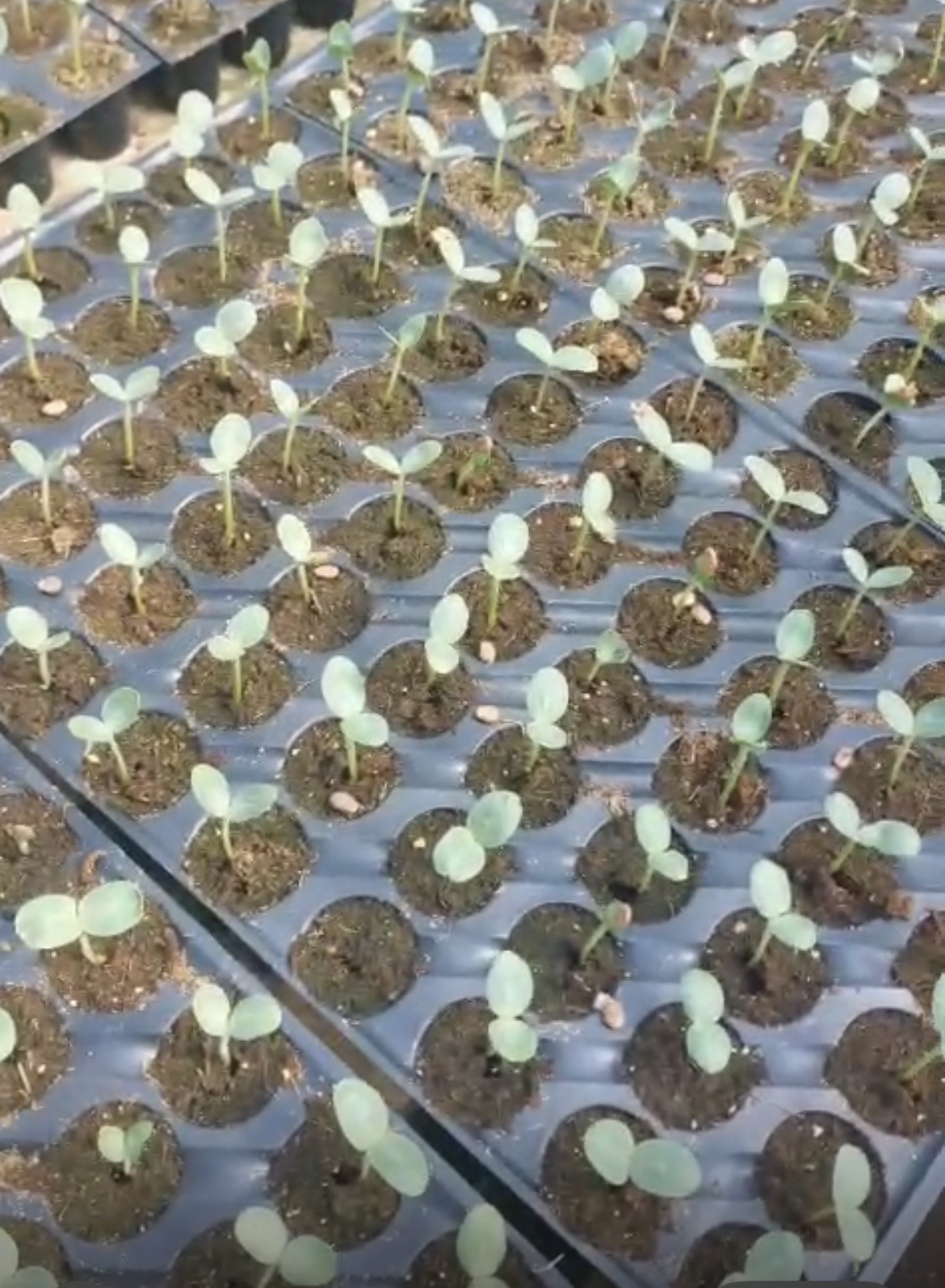 Seedlings developing in nursery trays